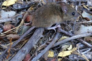 Qué es el hantavirus